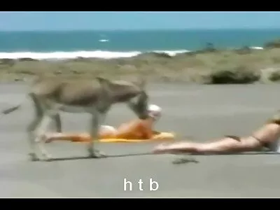 Destul de futai cu profesoara brunetă soție milf preferă să suge cocoșul soțului decât să-și frecventeze familia, la naiba!